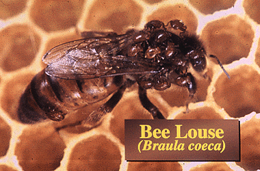 蜜蜂 病虫害 副伤寒病