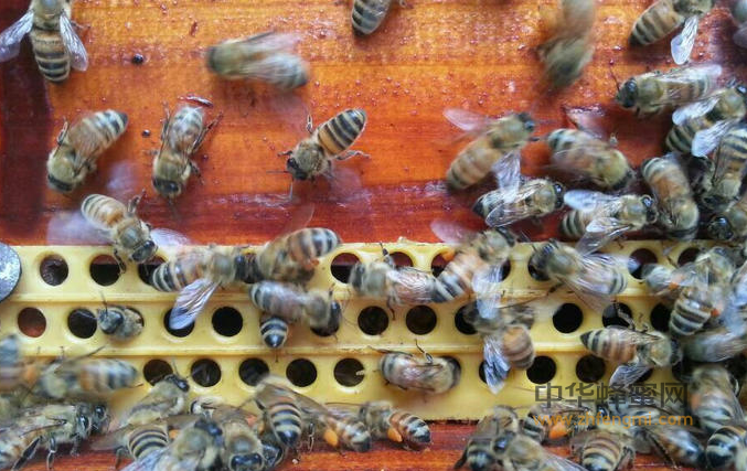 蜜蜂 病虫害 养蜂技术
