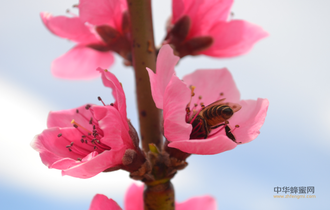 蜜蜂 授粉 桃园 熊蜂