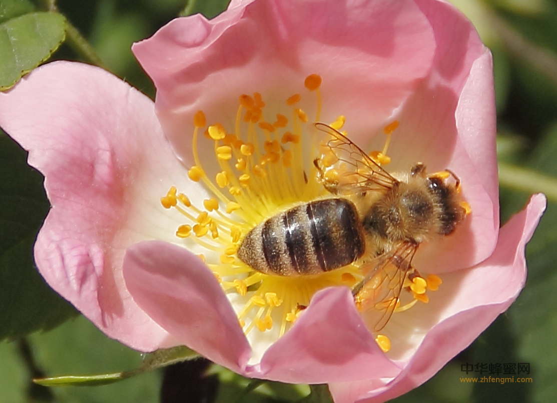 蜜蜂授粉 蜂种 熊蜂
