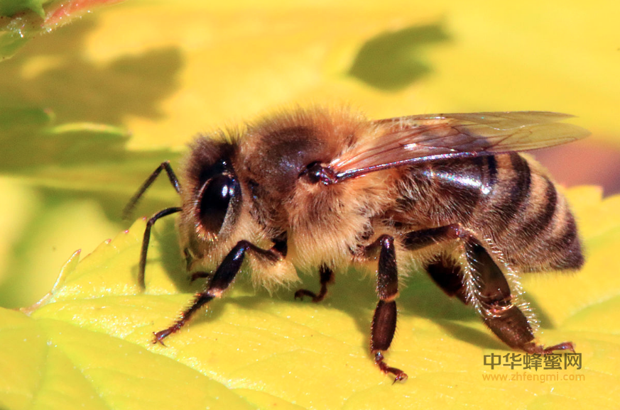 蜜蜂 病虫害 蜂王 养蜂技术