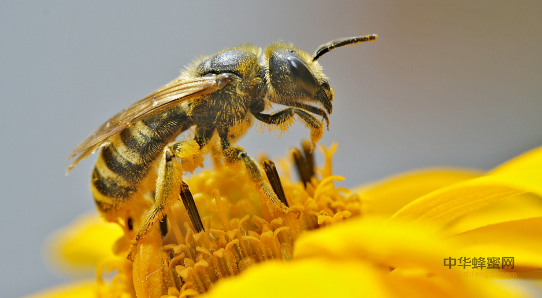 蜜蜂 病虫害 西方蜜蜂