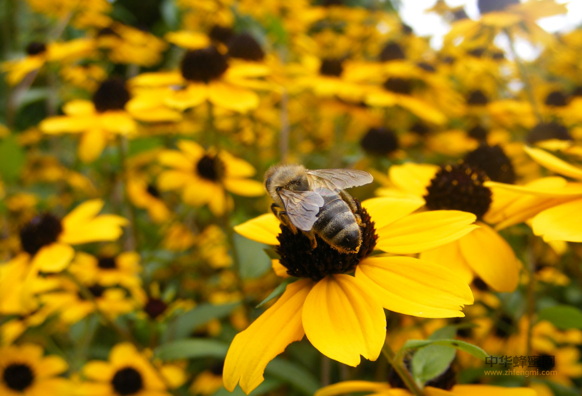 蜜蜂养殖 病虫害 蜂箱