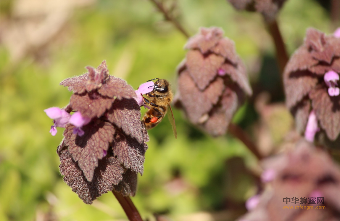 养蜂 病虫害 小蜂螨 蜂群