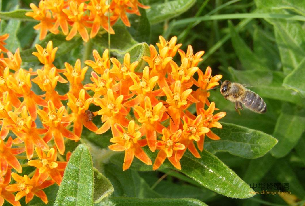 蜜蜂 病虫害 小蜂螨 传播途径