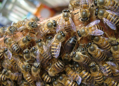 蜜蜂 病虫害 防治 诊断