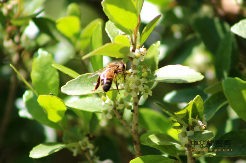 蜂蜜解毒及促进动物生长
