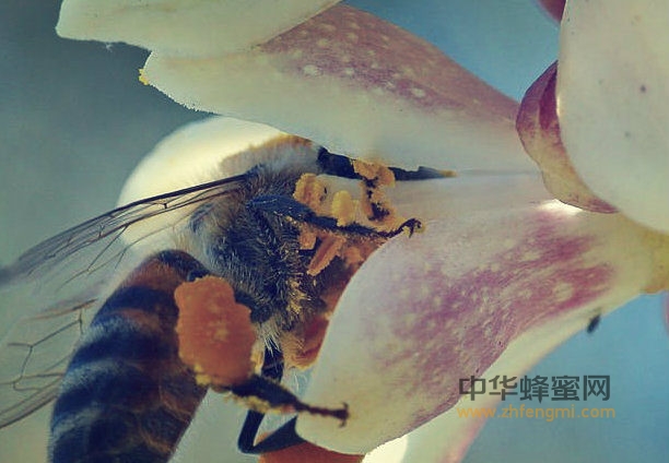 壁虱 蜜蜂病虫害 蜜蜂养殖 壁虱危害