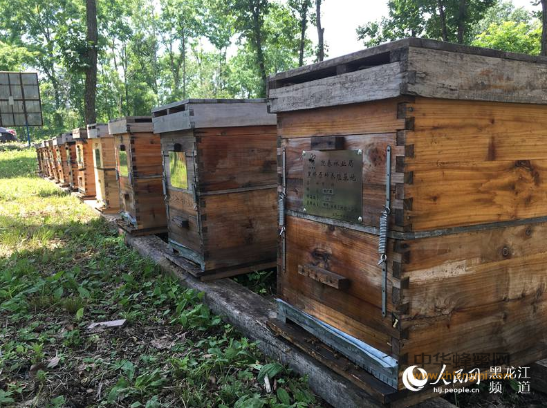 蜜蜂养殖 东北黑蜂 迎春黑蜂 黑蜂养殖