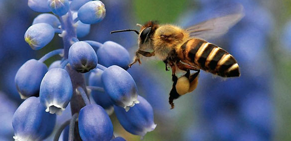 蜜蜂病虫害的形态特征