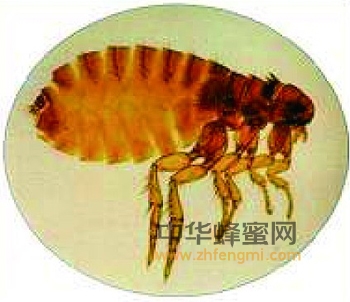 病虫害 蜜蜂 诊断方法