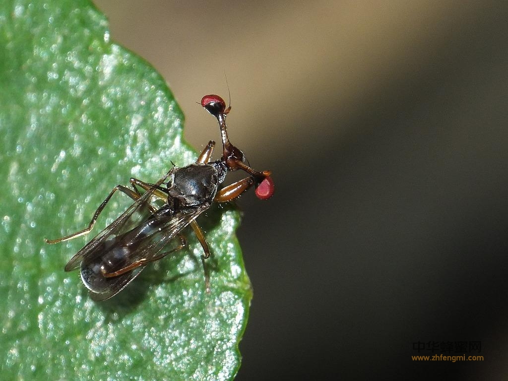 蜜蜂病虫 寄生性昆虫 眼蝇科