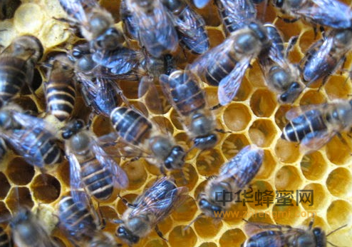 蜜蜂 异常病害 工蜂产卵