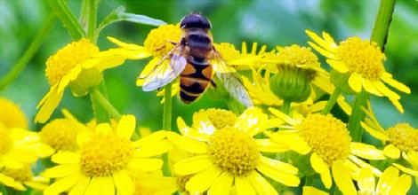 蜜蜂 异常病害 残缺蜂
