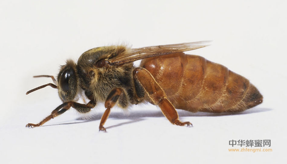 蜜蜂 异常病害 蜂王异常