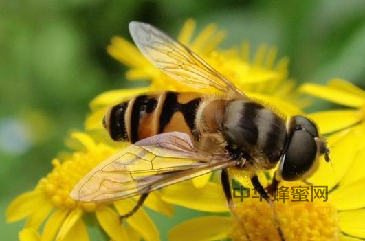 蜜蜂 蜜蜂中毒 植物中毒