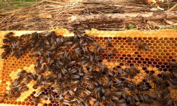 病虫害 蜜蜂 防治重要性