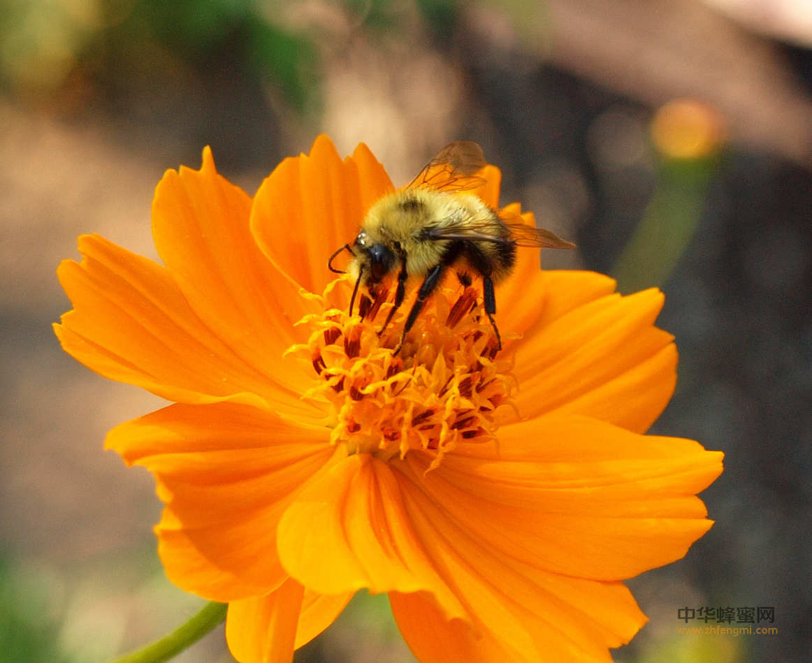 蜜蜂 蜜蜂病虫害 药物防治 养蜂