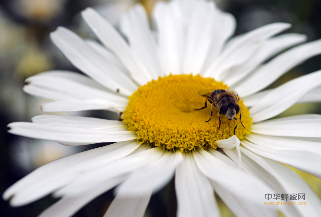 蜜蜂 蜜蜂病虫害 蜜蜂病害防治 养蜂