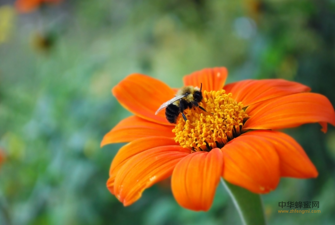 蜜蜂养殖 蜜蜂病虫害 欧洲幼虫腐臭病 养蜂技术
