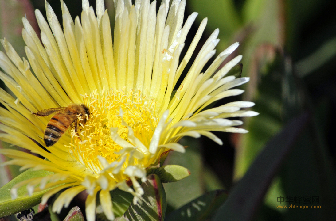 蜜蜂白垩病 蜜蜂病虫害 蜜蜂病虫害防治 病虫害防治措施