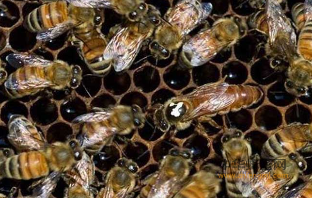 蜜蜂 蜜蜂病虫害 蜜蜂黄曲霉病 养蜂技术