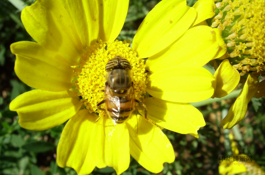养蜂 蜜蜂病虫害 养蜂技术 蜜蜂爬蜂综合征