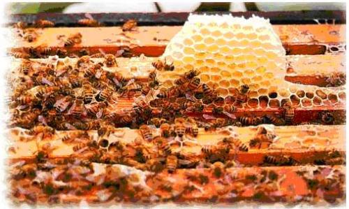 蜂胶 理化 性质 蜂产品
