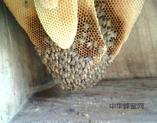 抗病毒 蜂胶 作用 蜂产品加工