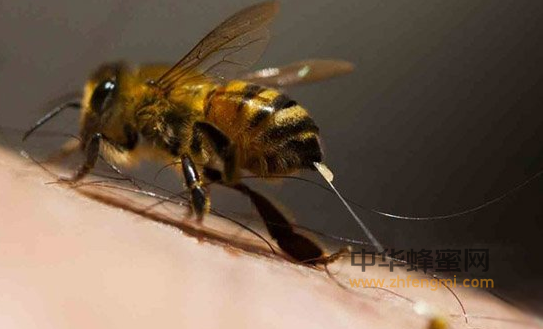 蜂毒 功能 免疫功能