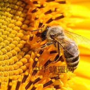 蜂王浆 花粉 质量标准