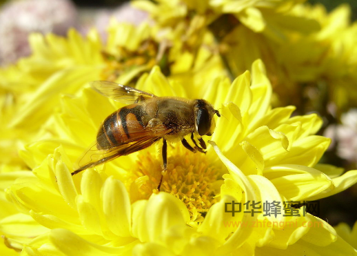 蜂花粉 深加工 灭菌技术