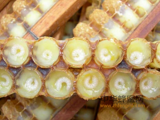 关于蜂胶的促进组织再生作用