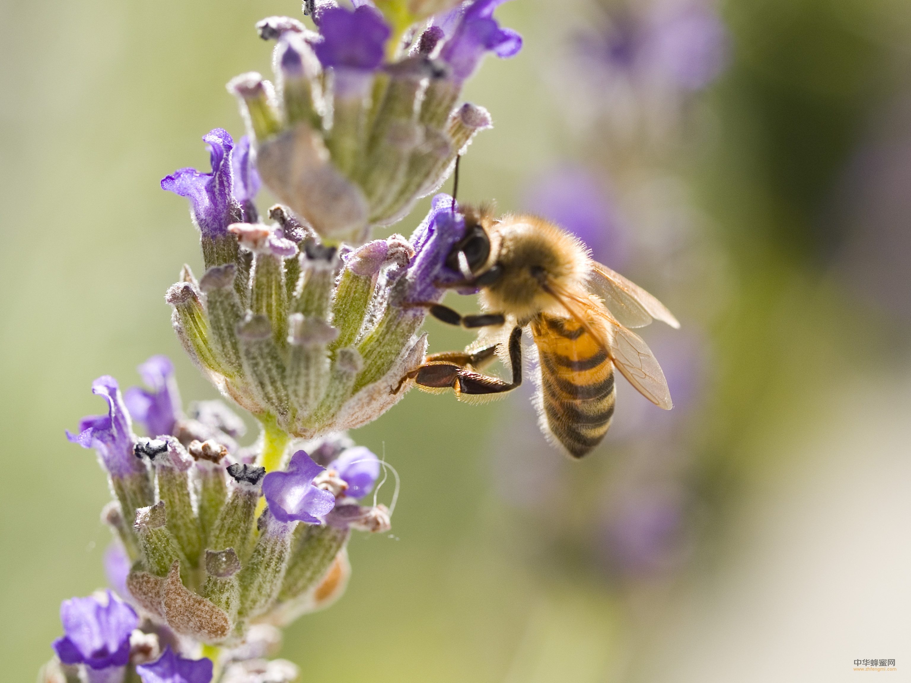 蜜蜂 养蜜蜂 蜜蜂知识 蜜蜂采蜜