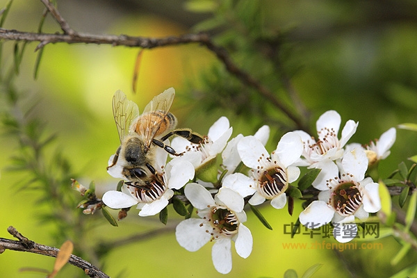 蜂毒蜜 操作要点 蜂产品加工