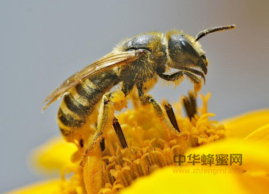 蜂毒 配方 蜂产品