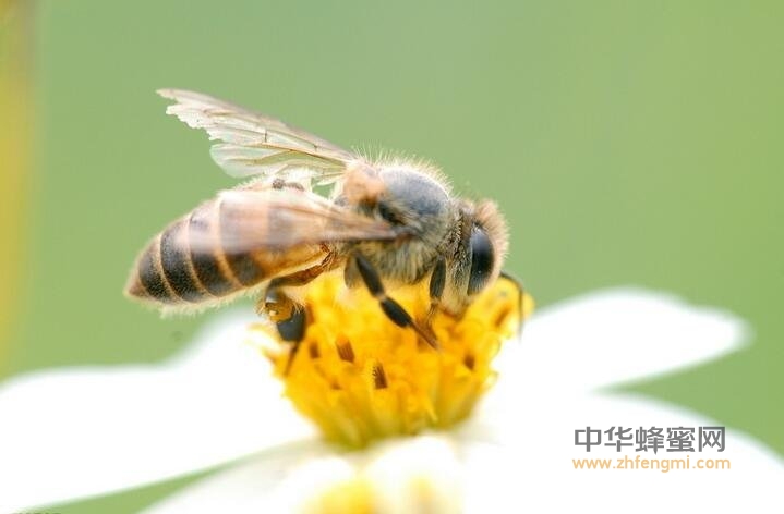 幼虫 蜜蜂 贮存技术 干粉存法