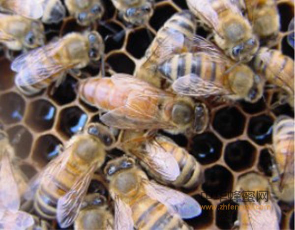 幼虫 罐头 蜜蜂