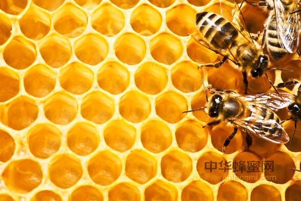 蜂巢 药理 抗炎作用