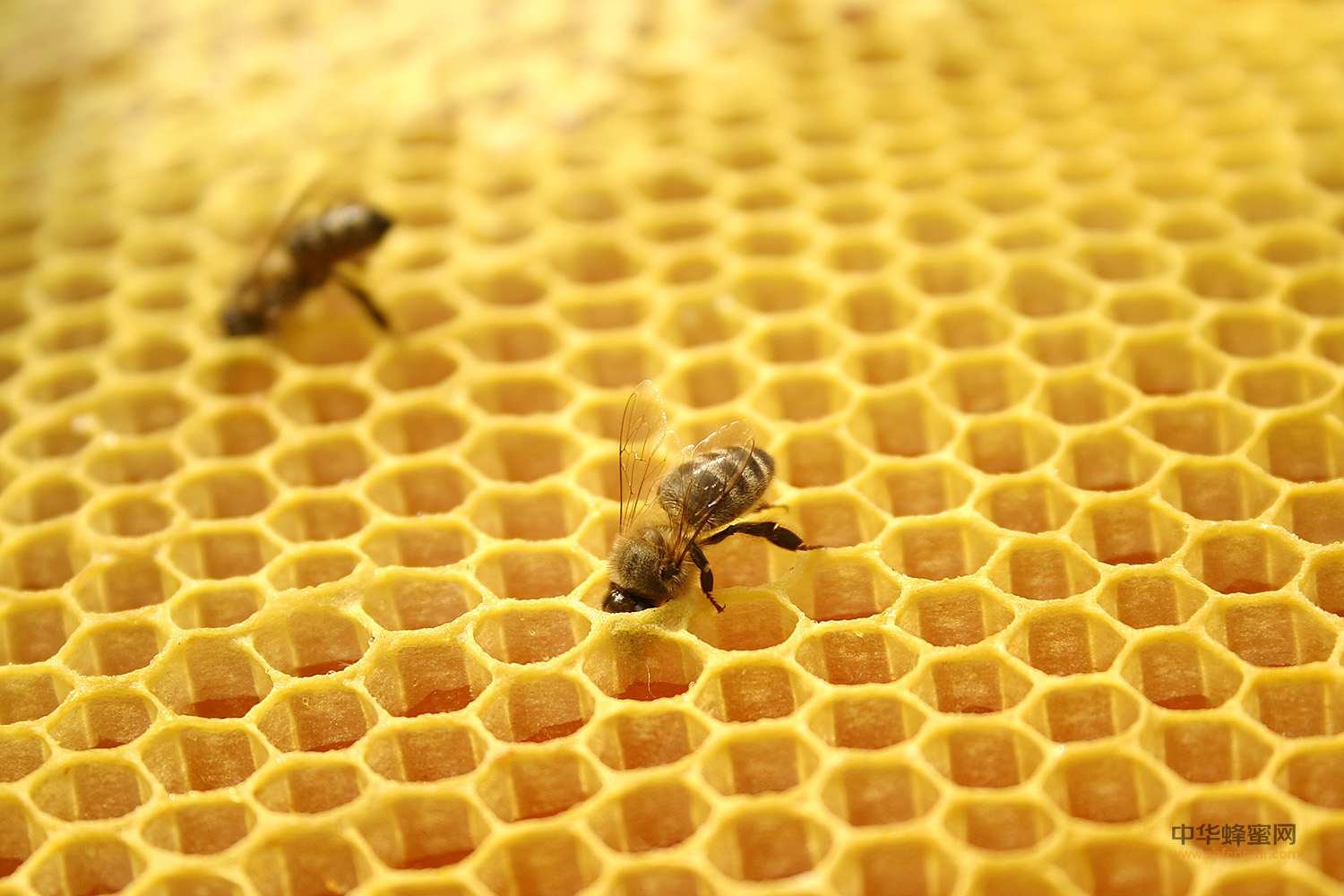 蜂巢 药理作用 抑制癌细胞