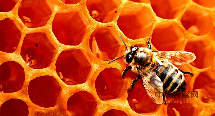 蜂巢 临床应用 治疗鼻炎