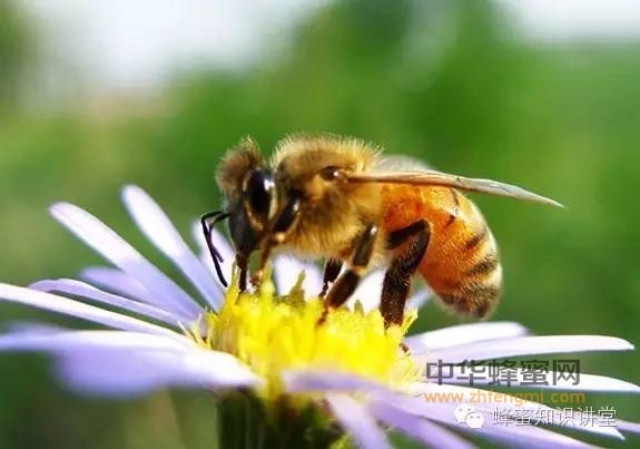 养蜂人应该知道的养蜂知识