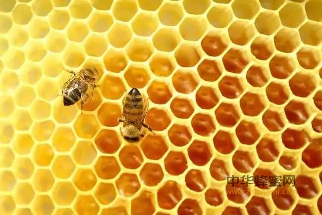 蜂胶中的美容养颜成分