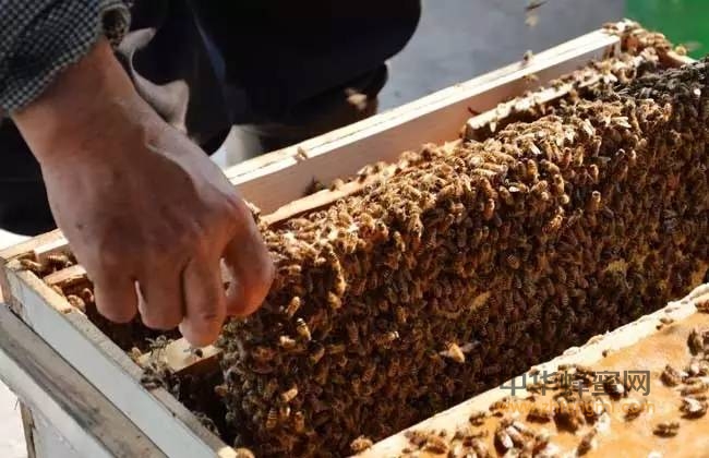 蜂群秋季繁殖的六要点 关系一整年