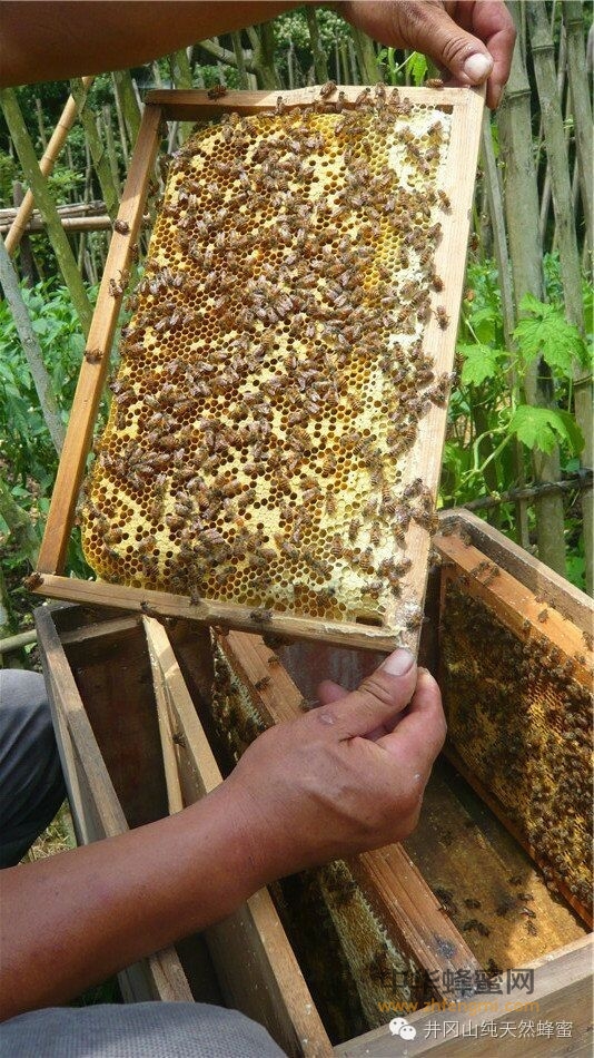 蜂蜜对男性性功能很重要