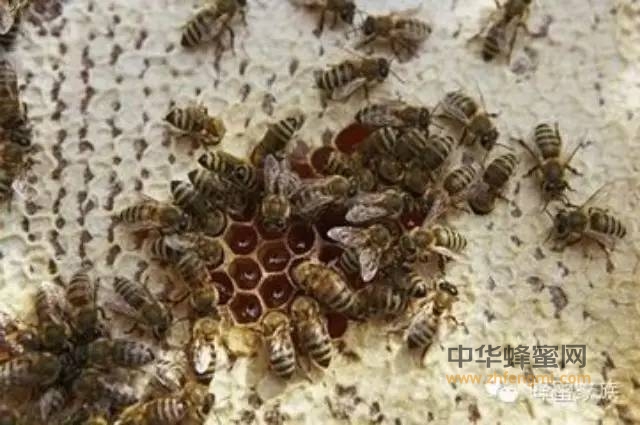 你知道成熟蜂蜜和不成熟蜂蜜的秘密吗