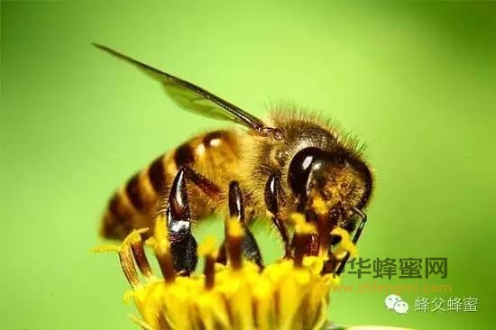 有关蜜蜂的资料：蜜蜂采蜜小知识