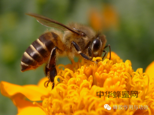 原蜂胶是如何被蜜蜂酿制出来的！