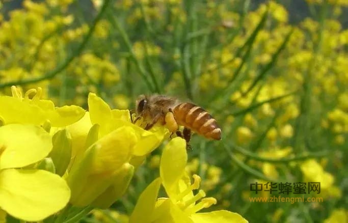 蜂花粉延缓衰老