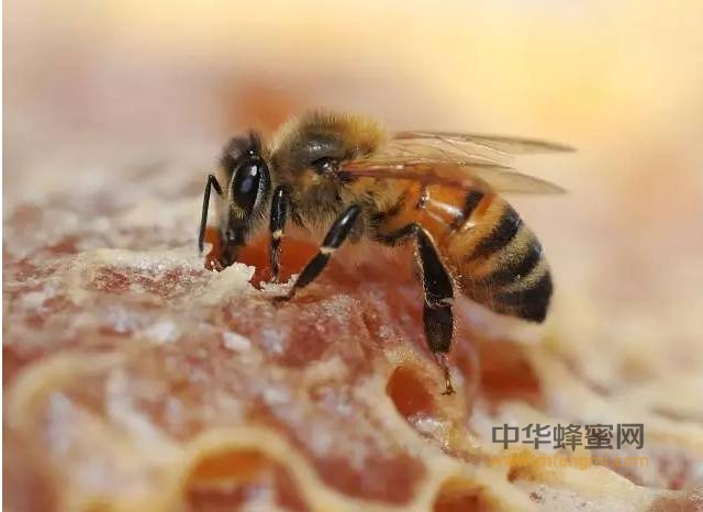 世界上最有名的蜜蜂品种，涨姿势了!